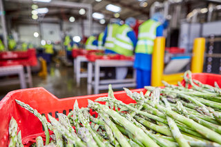 Packing our British Asparagus